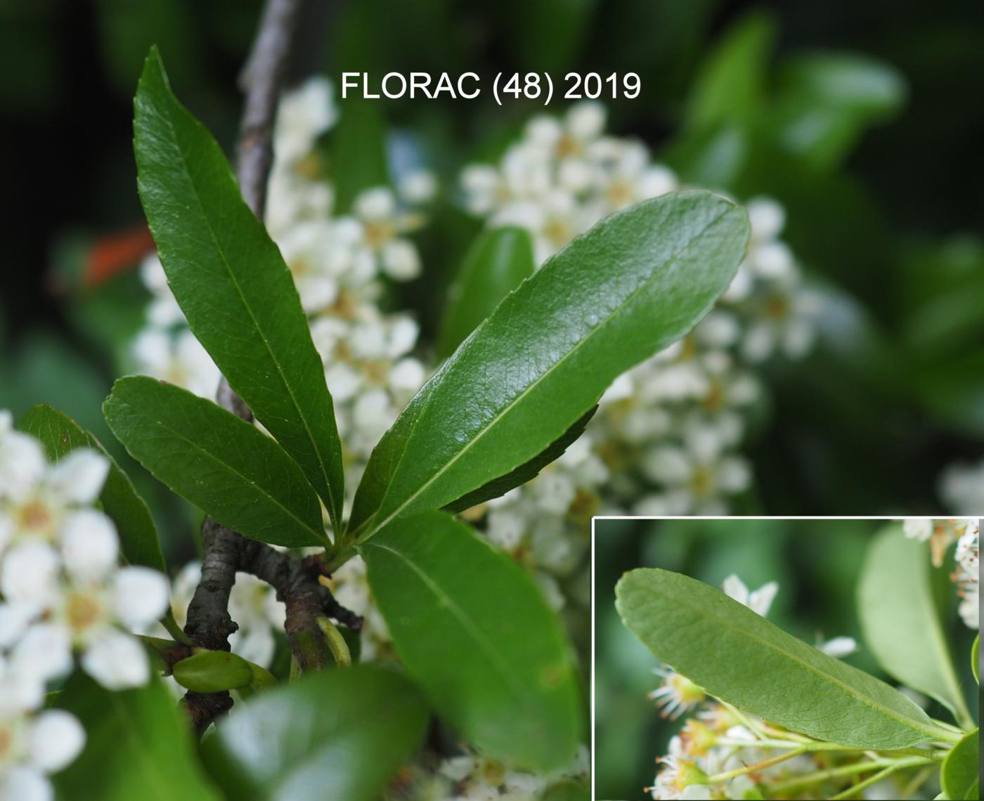 Pyracantha leaf